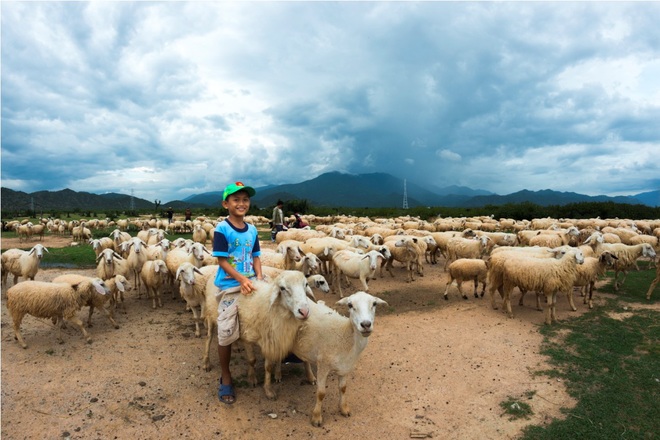 Raising sheep in Ninh Thuan province